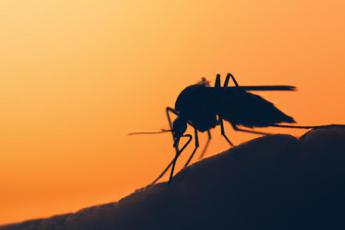 dengue in italia nuova circolare le misure 2