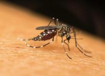 dengue la zanzara tigre si risveglia priorita combatterla ora 2