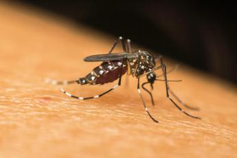 dengue la zanzara tigre si risveglia priorita combatterla ora 2