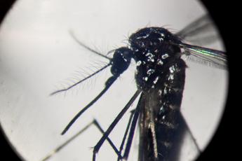 dengue record di casi nelle americhe oltre 3 milioni da inizio anno 2