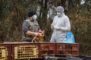 aviaria i timori delloms preoccupa rischio contagio uomo 2