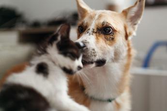 cani e gatti possono trasmettere superbatteri ai proprietari lo studio 2