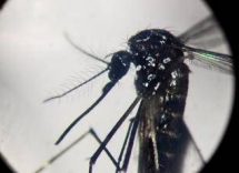 dengue un caso in provincia di como piano di disinfestazione no prodotti dellorto 2