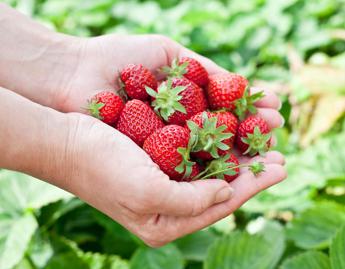 leggera colorata e anti allergie ecco la dieta di primavera 2