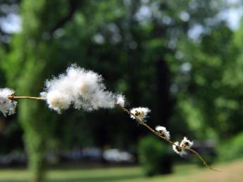 pollini alimenti parenti rischiosi allergie si scoprono a tavola 2