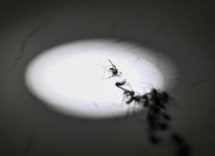 zanzara della malaria in italia dopo oltre 50 anni la scoperta in puglia 2