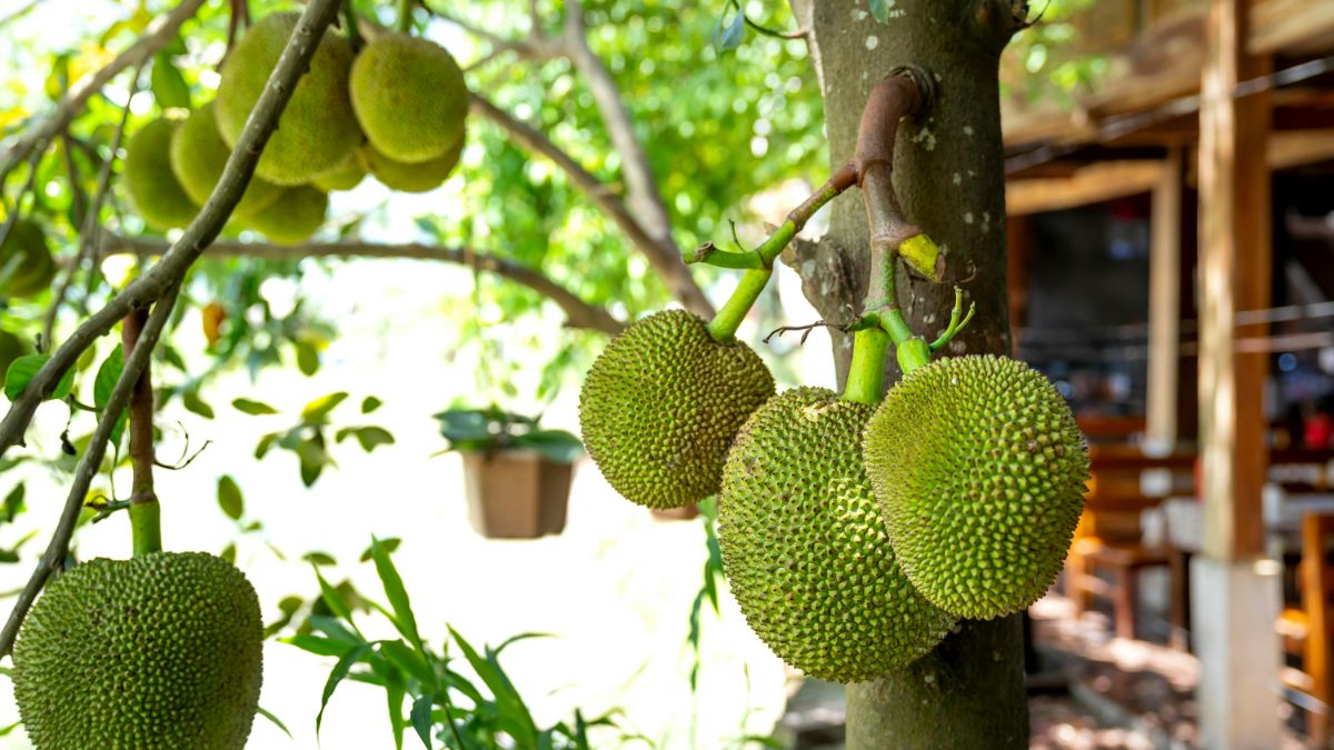 Proprietà del superfood