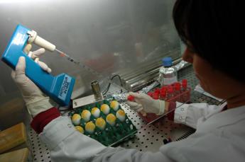 aviaria casi umani sottostimati per esperte si rischia pandemia 2