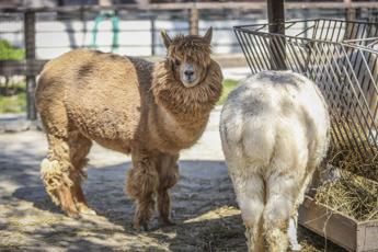 aviaria in usa virus rilevato anche negli alpaca 2