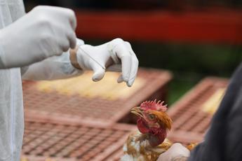 aviaria un morto in messico era primo caso umano al mondo da virus h5n2 2