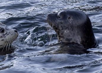 aviaria virus uccide le foche in canada studio allarma gli scienziati 2