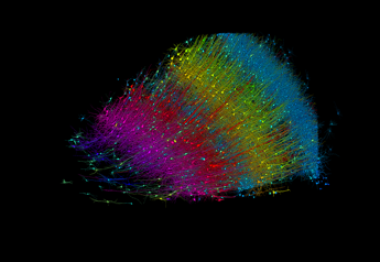 cervello umano in 3d frammento mappato e ricostruito per la prima volta 2