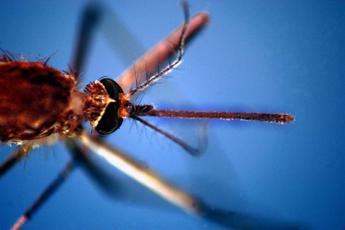 zanzare tropicali trovate in scozia per bassetti e un brutto segnale 2
