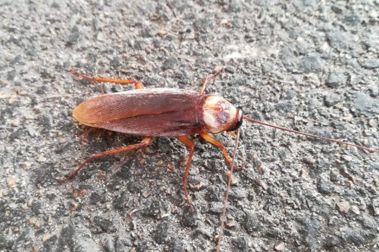 image 37c6f38c 314c 4df7 9162 b60049623f03