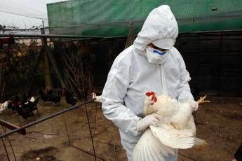 aviaria la prossima pandemia lallarme degli esperti diffusione senza precedenti 2