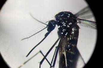dengue in italia quasi 700 casi in 2024 torna allarme zanzare bassetti momento di agire 2