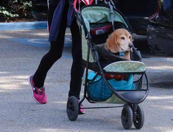 cani nuovi bambini ricerca svela cosa lega il boom dei pet alle culle vuote 2