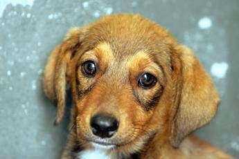 il cane e triste o felice ecco perche spesso non lo capiamo 2