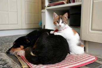 botti e fuochi dartificio come proteggere cani e gatti da stress e rischi 2