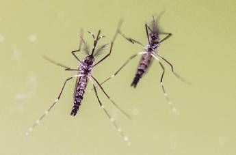 estate anche in viaggio le zanzare fanno paura boom richieste su west nile e dengue 2