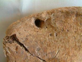 il gladiatore di york e il leone nello scheletro la prova delle lotte uomo animali 2