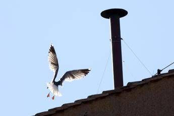 conclave lornitologo il gabbiano sul comignolo e a casa sua e non teme la folla 2