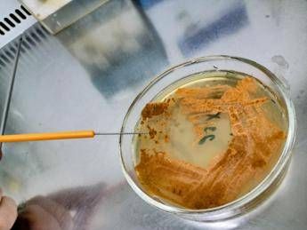 uninsubria scoperto nuovo antibiotico contro superbatteri 2