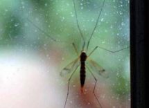 chikungunya ecdc 70 casi dopo viaggi alle seychelles per i turisti rischio alto 2