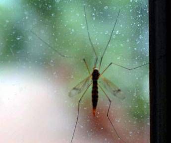 da dengue a west nile incombe minaccia zanzare appello igienisti ai comuni 2