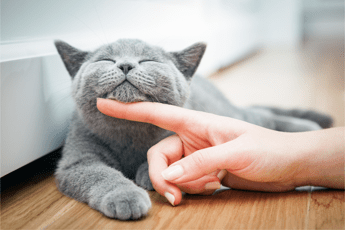 farmaci da gemmato ok a uso veterinario anti covid che salva i gatti 2