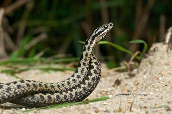 morso di vipera cosa fare calma primo antidoto per non diffondere il veleno 2