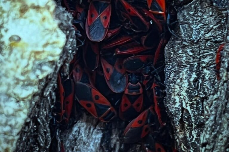 image 16e18476 6f30 41c9 be00 f1f05f8fc171