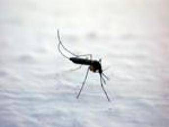 dengue chikungunya west nile le differenze tra infezioni da zanzara 2