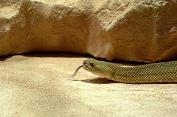 morsi di serpente il vademecum per chi sceglie viaggi esotici 2
