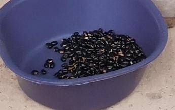 mucuna pruriens tutti i benefici del legume tropicale utilizzato anche per il parkinson 2