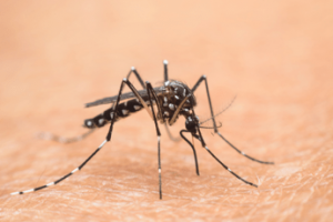 nel lazio primi 2 casi autoctoni di west nile oggi cabina di regia in regione 2