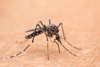 nel lazio primi 2 casi autoctoni di west nile oggi cabina di regia in regione 2