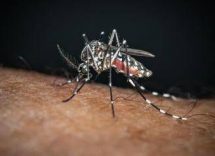 sos dengue e chikungunya aumentano i casi autoctoni la mappa del rischio in italia 2