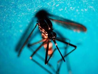 west nile altri due casi sospetti a latina verifiche in corso 2