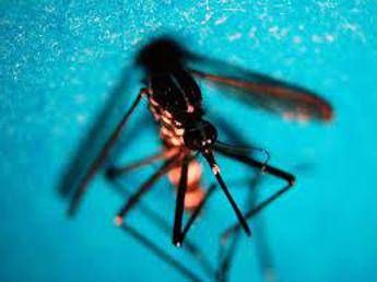 west nile in italia 89 casi da inizio anno 57 in piu in 1 settimana 2