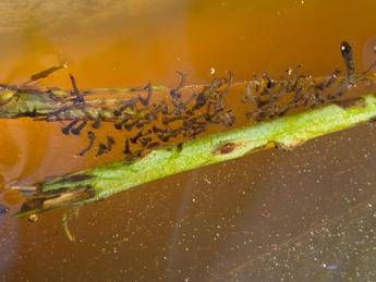 west nile lesperta il virus viaggia sulla zanzara culex e circola anche al sud 2