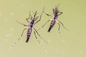 chikungunya cosa stiamo sbagliando zanzare avanzano e servono piu dati 2
