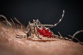 chikungunya primo caso autoctono in veneto contagiata 64enne 2