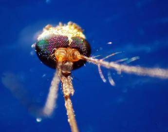 dalla dengue al west nile quale zanzara le trasmette come riconoscerle 2