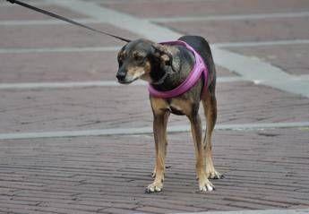 estate sindrome da rientro anche per i pet il veterinario ecco come gestirla 2