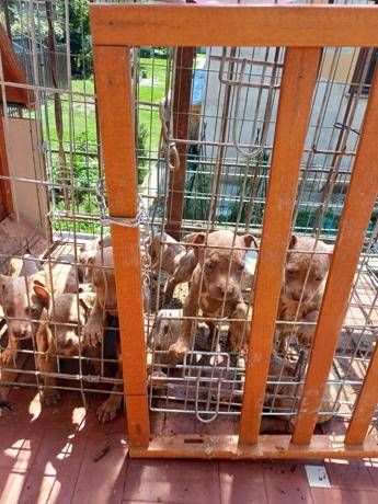 in gabbia sotto il sole a lecco salvati 10 cuccioli di pitbull amstaff 2