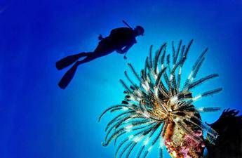 pesce scorpione su coste italiane pungersi puo essere molto doloroso 2