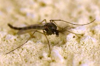west nile rezza in campania tasso letalita elevato possibile sottostima dei casi 2