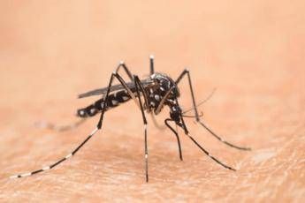 west nile muore 77enne quinta vittima nel lazio e 11esima in italia 2
