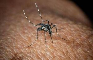 effetto clima pazzo sulle infezioni da zanzare per ogni grado in piu il rischio aumenta del 20 2